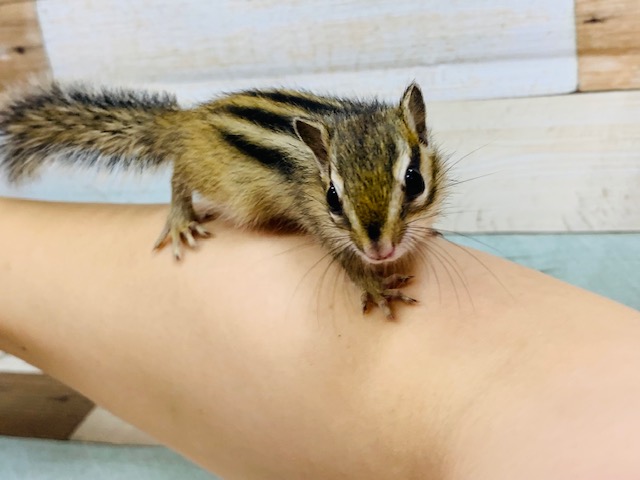 シマリス（ノーマル）