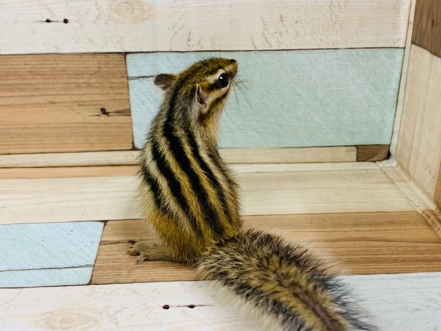 シマリス（ノーマル）