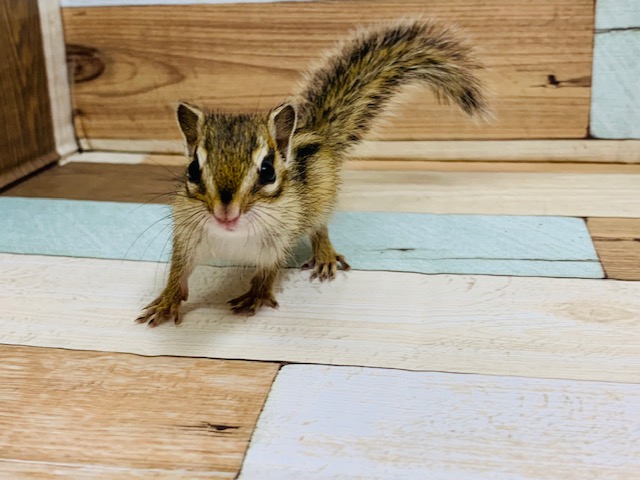 シマリス（ノーマル）