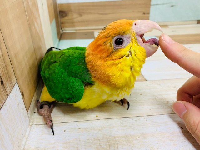 にぎころできます♪シロハラインコさん♡ シロハラインコ
