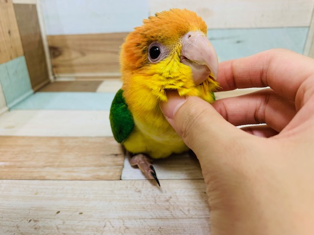 にぎころできます♪シロハラインコさん♡ シロハラインコ
