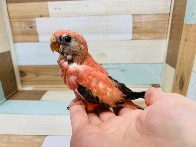 アキクサインコ（秋草インコ）