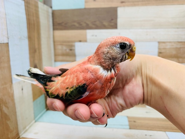 アキクサインコ（秋草インコ）