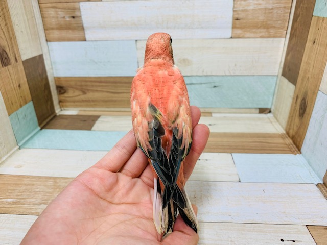 アキクサインコ（秋草インコ）