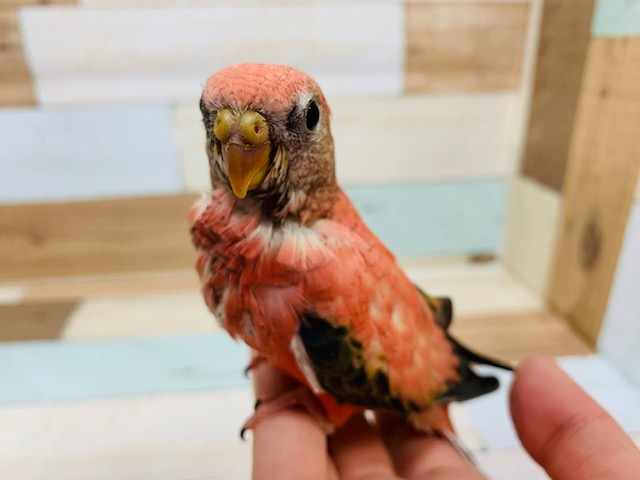 アキクサインコ（秋草インコ）