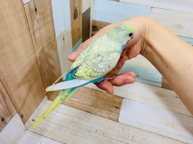 セキセイインコ