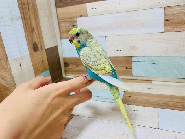 セキセイインコ