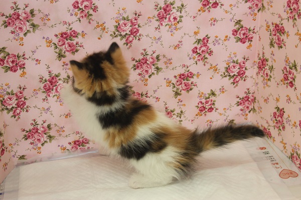 スコティッシュフォールド