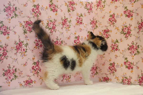 スコティッシュフォールド