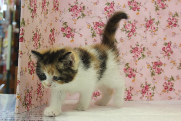 スコティッシュフォールド