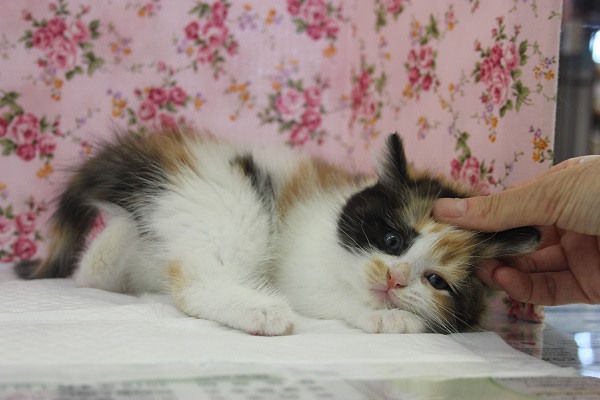 スコティッシュフォールド