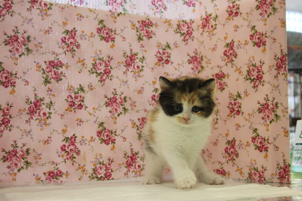 スコティッシュフォールド