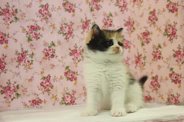 スコティッシュフォールド