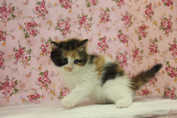 スコティッシュフォールド