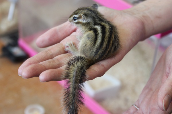 シマリス（ノーマル）