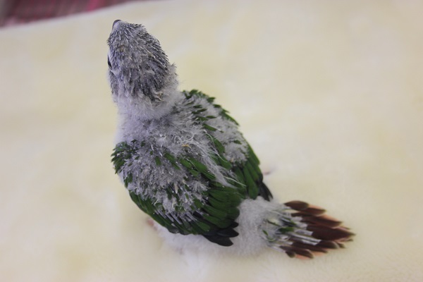 ワキコガネウロコインコ