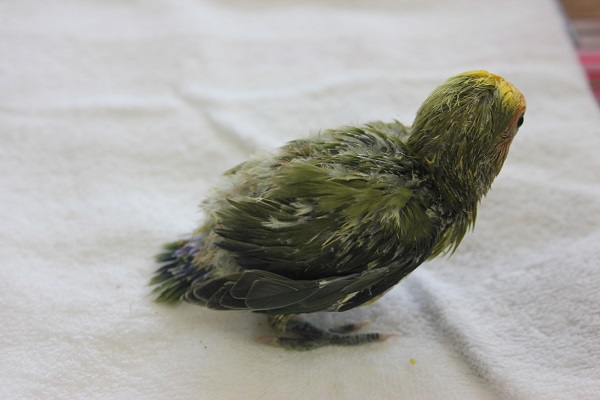 コザクラインコ（小桜インコ）