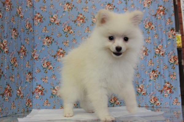 ニッコリ笑顔の☻ポメラニアンくんです♂ ポメラニアン