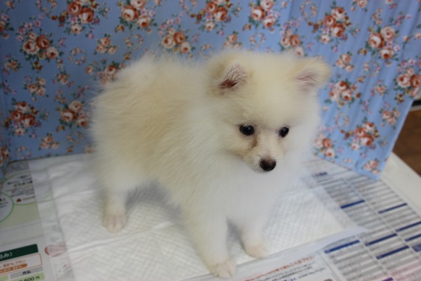 ポメラニアン