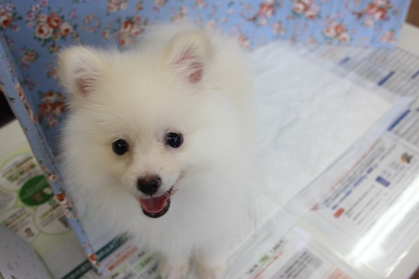ニッコリ笑顔の☻ポメラニアンくんです♂ ポメラニアン
