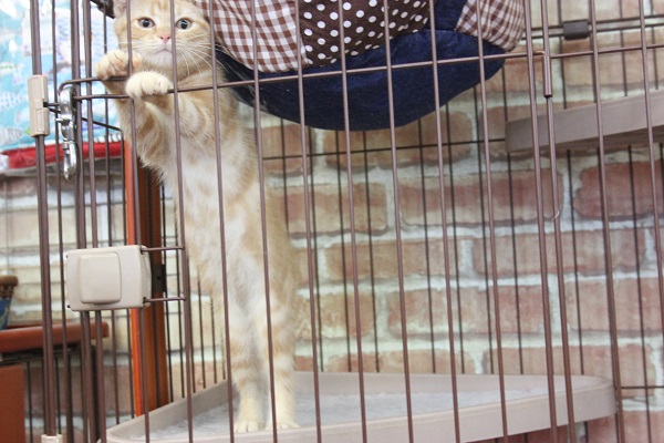 アメリカンショートヘア