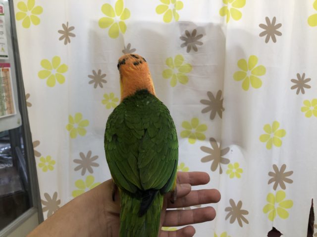 シロハラインコ