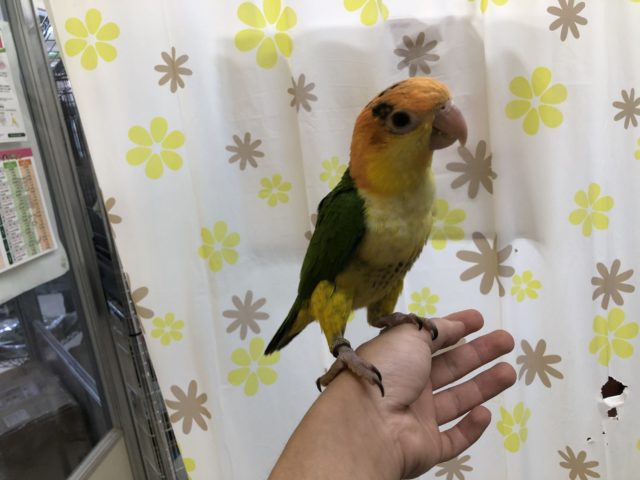 シロハラインコ