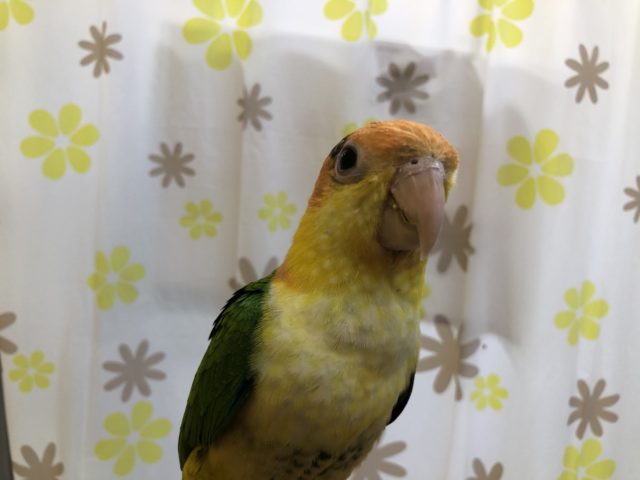 シロハラインコ