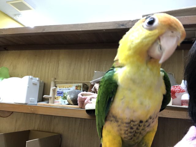 シロハラインコ