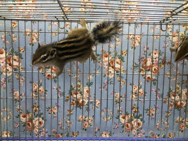 シマリス（ノーマル）