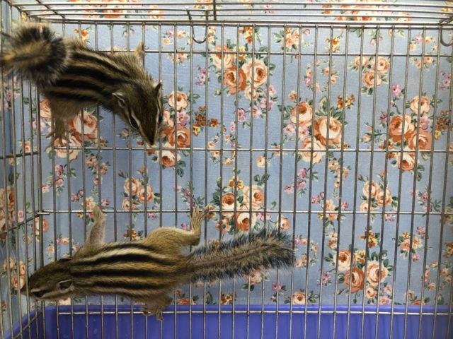 シマリス（ノーマル）