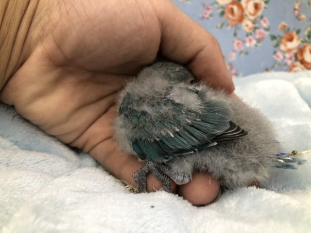 コザクラインコ（小桜インコ）