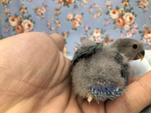 コザクラインコ（小桜インコ）