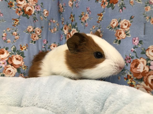 イングリッシュモルモット