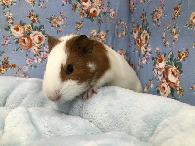 イングリッシュモルモット