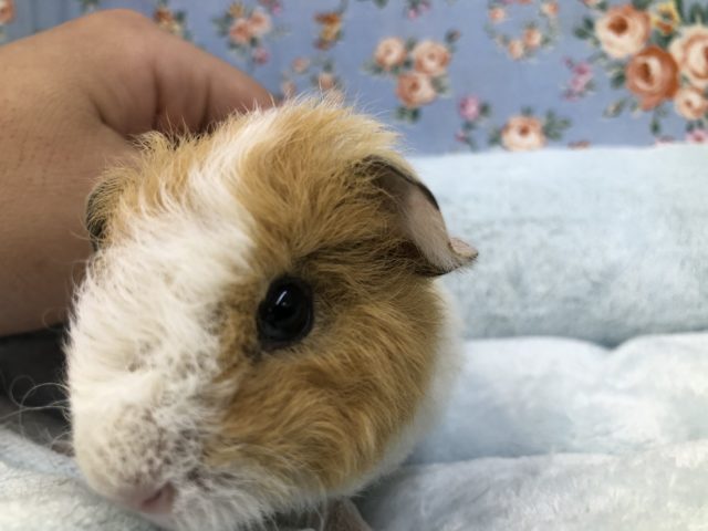 テッセルモルモット