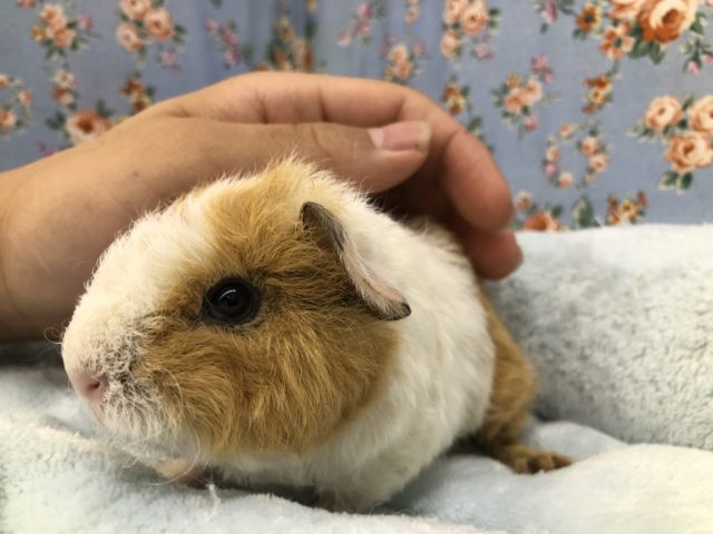 テッセルモルモット