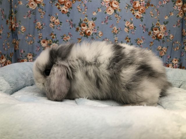 ロップイヤーラビット