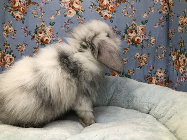 ロップイヤーラビット