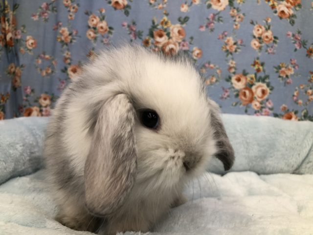 ロップイヤーラビット