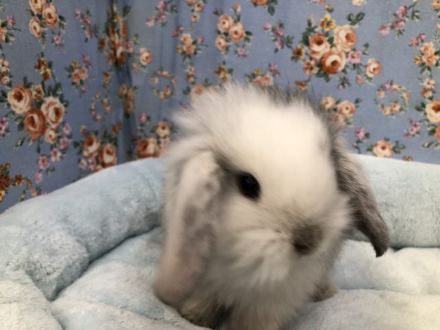 ロップイヤーラビット