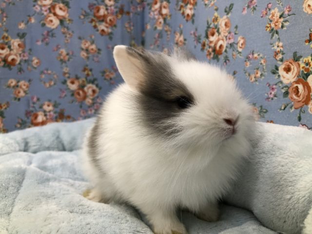 ライオン来ました 6/23投稿 ライオンラビット