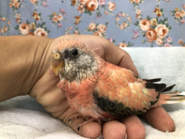 アキクサインコ（秋草インコ）