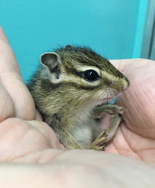 シマリス（ノーマル）