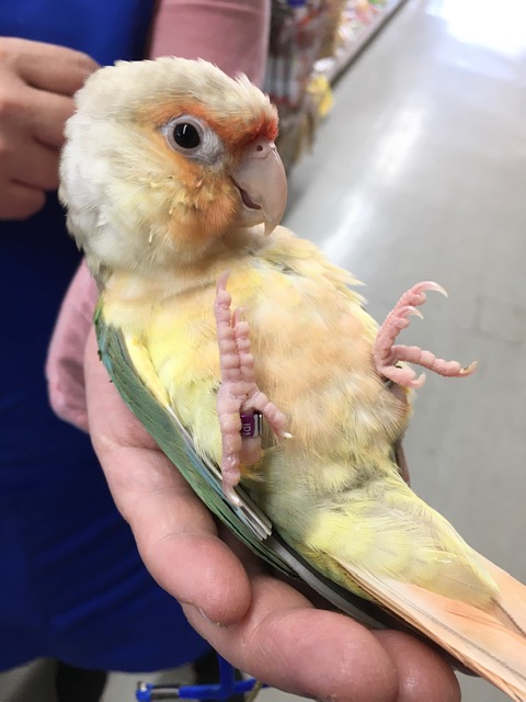 アカオウロコインコ