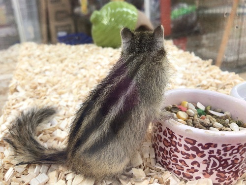 馴れる予感!シマリス 男の子 シマリス(ノーマル)