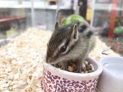 馴れる予感!シマリス 男の子 シマリス(ノーマル)