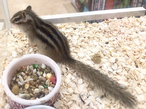 馴れる予感!シマリス 男の子 シマリス(ノーマル)