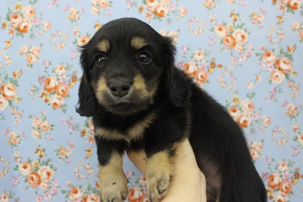 ミニチュアダックス