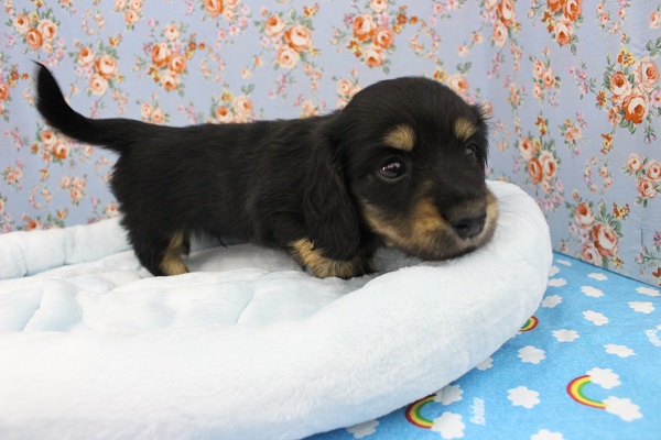 ミニチュアダックス